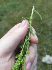 Stictopleurus punctiventris