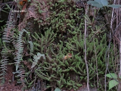 Sedum greggii greggii