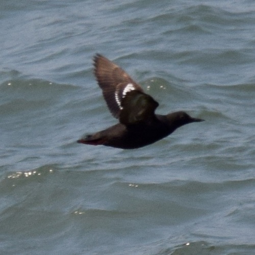 Pigeon Guillemot