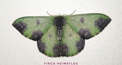 Oospila atopochlora