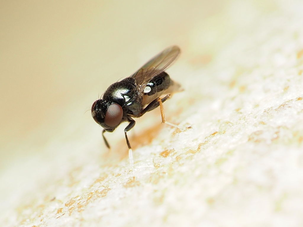 Athyroglossa glaphyropus