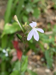 Pseuderanthemum subviscosum