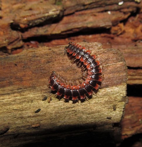 Canadian Flat-back Millipede photo 4