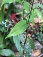 Pseuderanthemum subviscosum