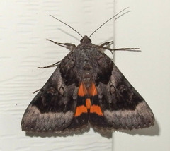 Catocala badia coelebs