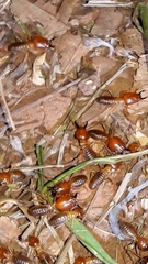Syntermes molestus