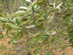 Croton argyrophyllus