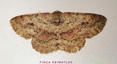 Sabulodes boarmidaria