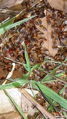 Syntermes molestus