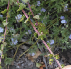 Aphanisma blitoides