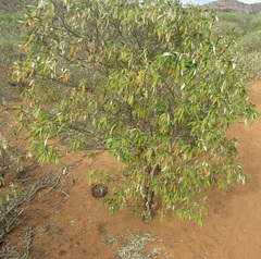 Croton argyrophyllus