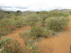 Croton argyrophyllus