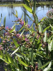 Decodon