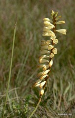 Watsonia watsonioides