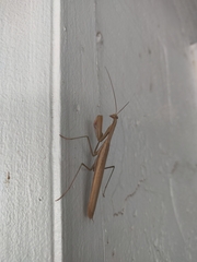 Mantis religiosa