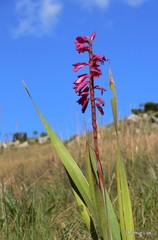 Watsonia pulchra