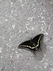 Papilio polyxenes asterius