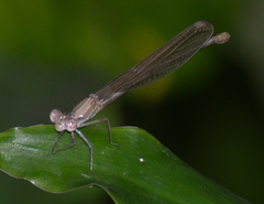 Argia sedula