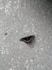 Papilio polyxenes asterius