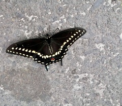 Papilio polyxenes asterius