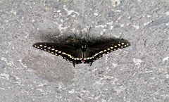 Papilio polyxenes asterius