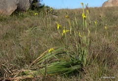 Moraea spathulata
