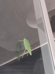 Microcentrum rhombifolium