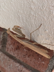 Mantis religiosa