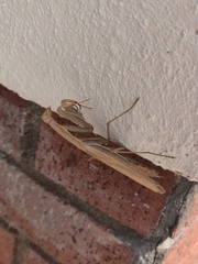 Mantis religiosa