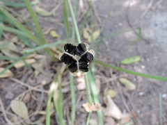 Zephyranthes drummondii