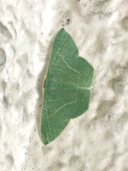 Pelagodes subquadraria