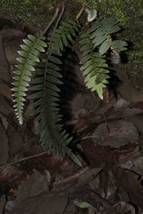 Blechnum parrisiae