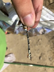 Lindenia tetraphylla