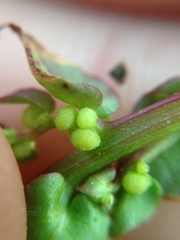 Aphanisma blitoides