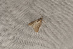 Acentria ephemerella