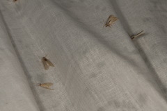 Acentria ephemerella