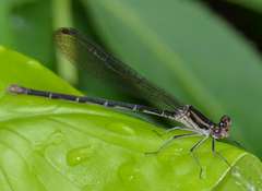 Argia sedula