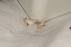 Acentria ephemerella