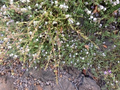 Aphanisma blitoides