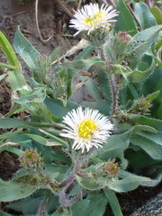 Erigeron nivalis