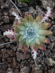 Dudleya anthonyi