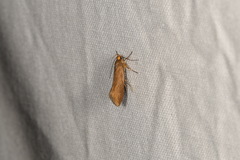 Crassa unitella