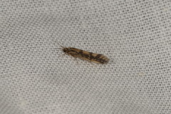 Agraylea multipunctata