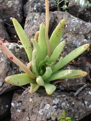 Dudleya cultrata