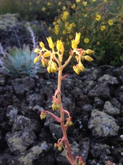 Dudleya cultrata