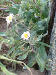Erigeron nivalis
