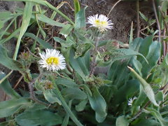 Erigeron nivalis