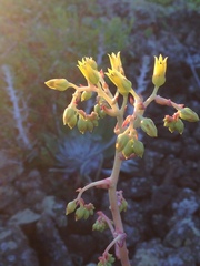 Dudleya cultrata