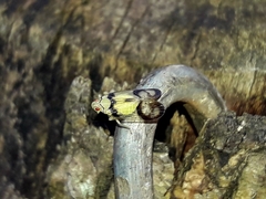 Tropiduchinae