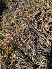 Tecticornia indica